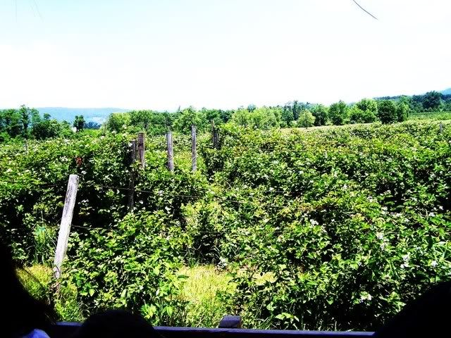 Strawberry Picking