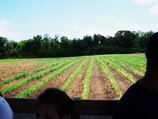 Strawberry Picking