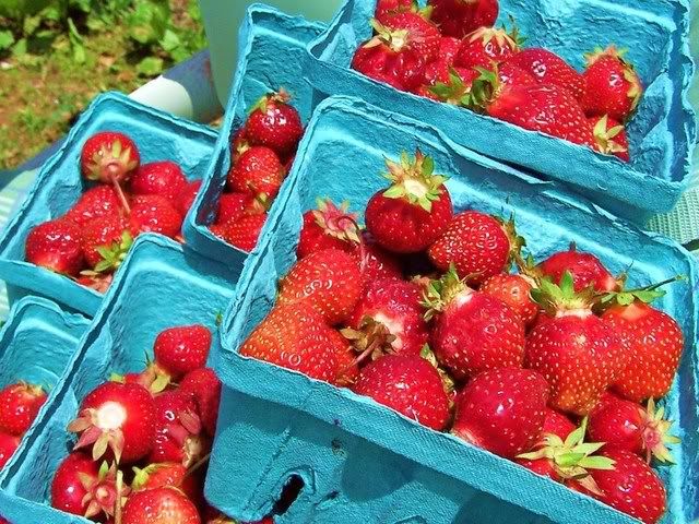 Strawberry Picking