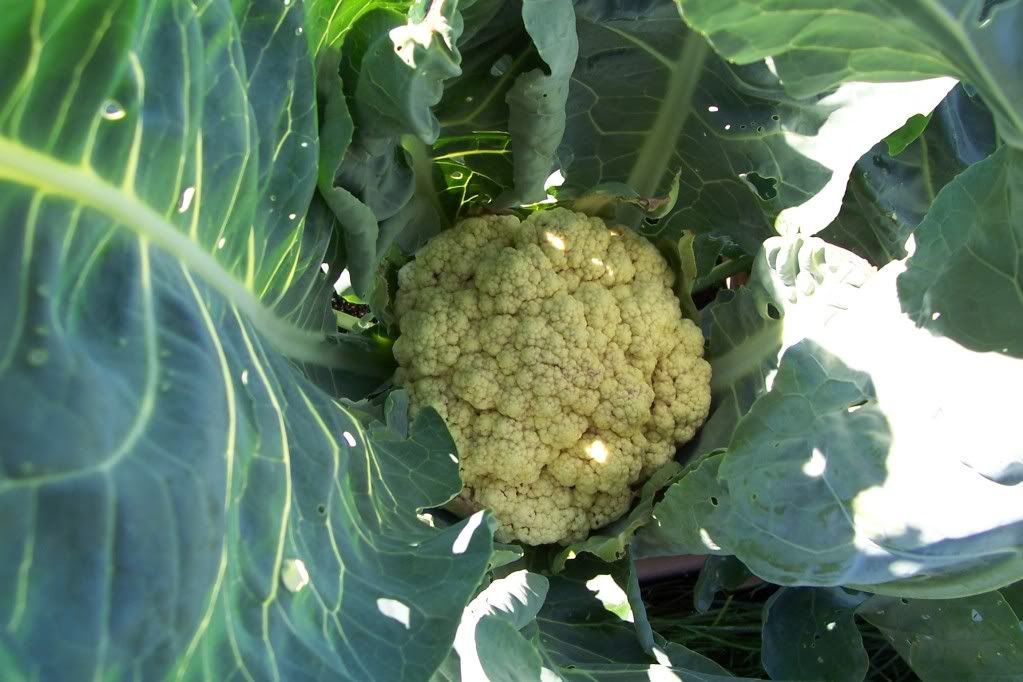 Cauliflower