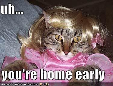 http://i246.photobucket.com/albums/gg102/Jarden71/lol%20cats/funny-pictures-cat-wig-dress-home-e.jpg