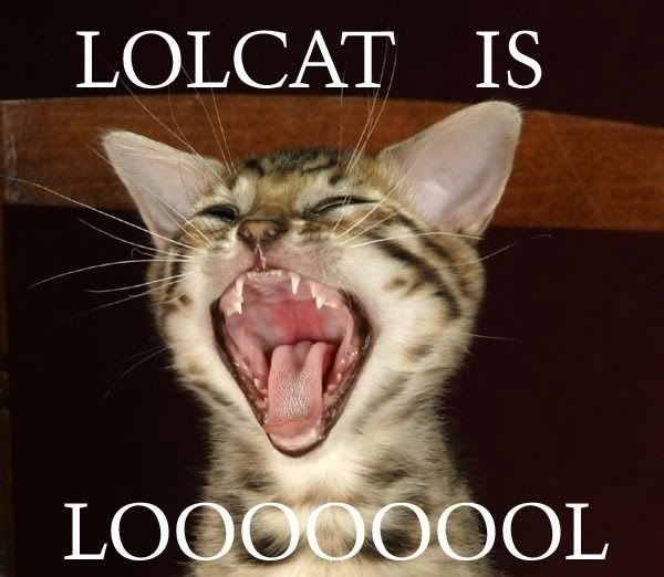 lol-cat.jpg