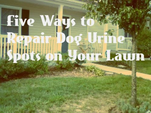 how to treat dog pee spots on grass