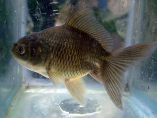 oranda B