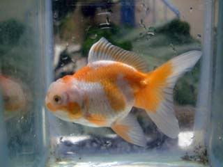 oranda C