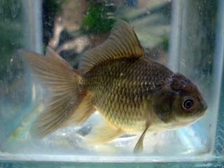 oranda D