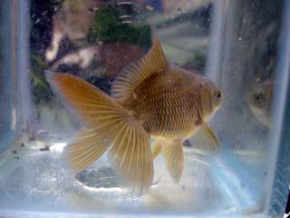 oranda G1