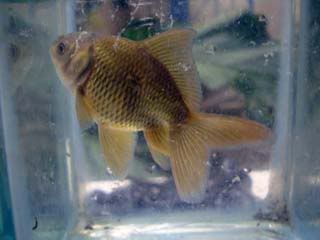 oranda G