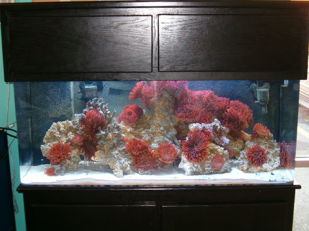 Anemones For Sale