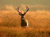 deer hunting Pictures, Images and Photos
