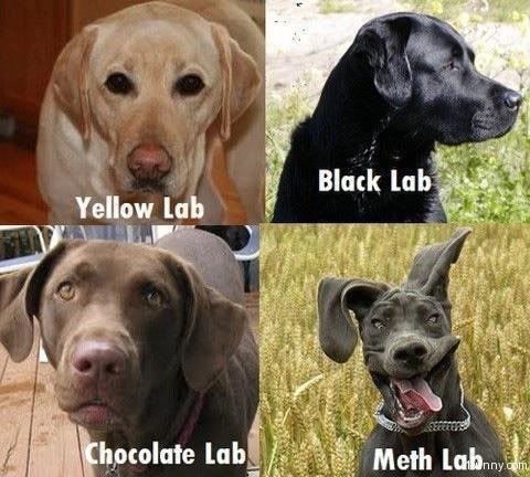 labso.jpg