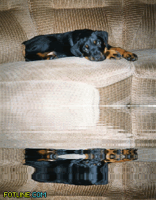 Roxy
