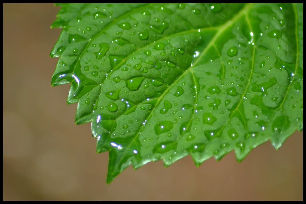 leafwater2.jpg