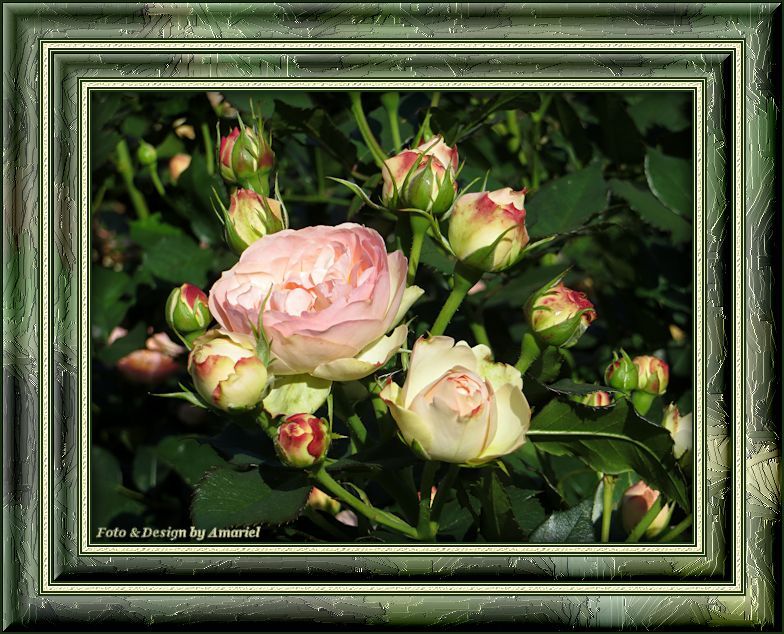 [Bild: Rosen_zpsqs5bgtag.jpg]