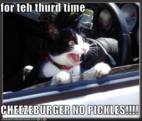 Hungrycat.jpg