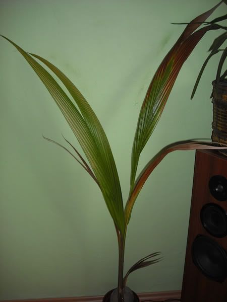 Coconut bulla recipe