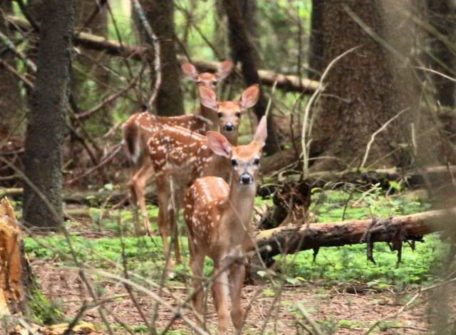 IMAGE: http://i246.photobucket.com/albums/gg107/fishbreath2008/shots%20at%20a%20deer/010.jpg