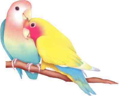 موسوعة طيور الحب تشترى طيور LoveBirds.jpg
