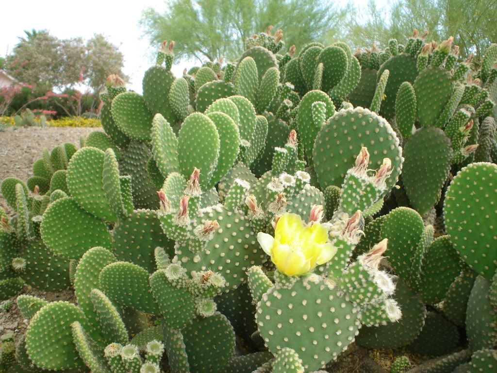 Phoenix Arizona in the Spring