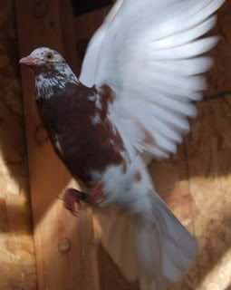 Red Grizzle hen from J.P. Isom