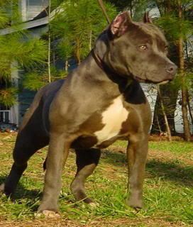 pitbull.jpg pitbull image by kissme8934