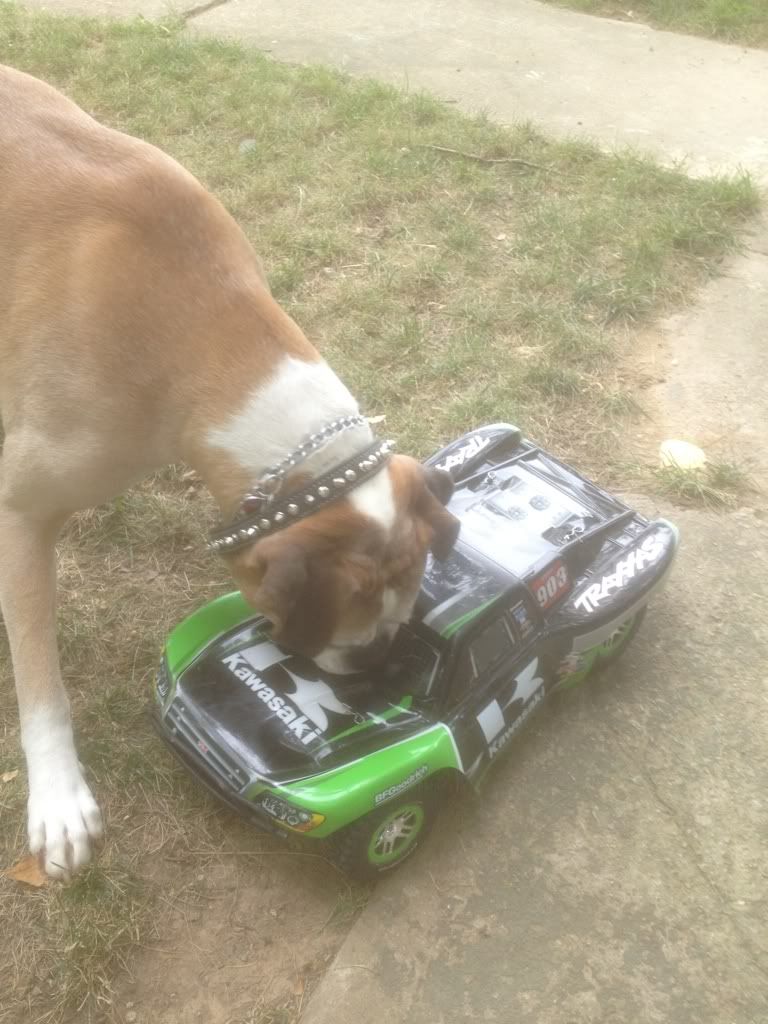 rc car dog toy