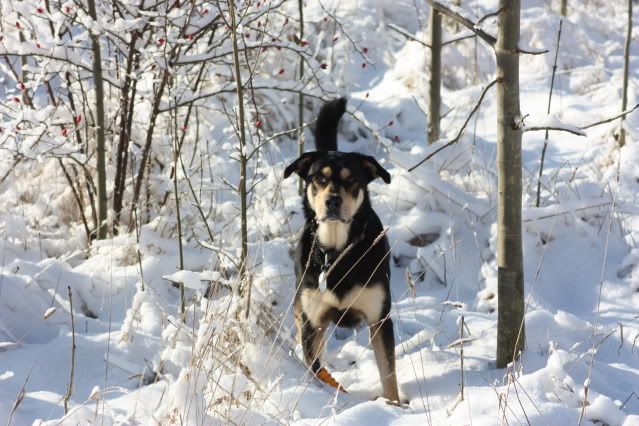 Vorstellung eurer Mischlinge Mischlingshunde Seite 26 Hundeforum