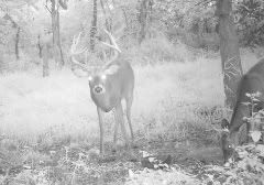 Deer Season deer season arrives