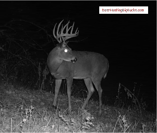 Trail Camera Picture Horn Donkey Trail Camera Picture huge buck