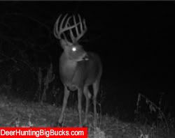 Potential Kansas State Record Typical With A Bow Sponsors DHBB Horn Donkey