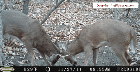 Trail Camera Pictures