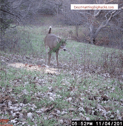 Late Season Bucks late season bucks in November