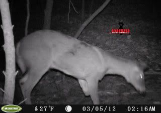 3 Legged Deer Injured Whitetail