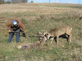 Big Bucks locked trophy big bucks