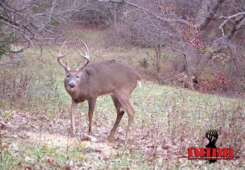Deer Hunting deer hunting