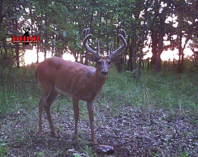 Deer Hunting Guide deer hunting guide