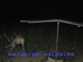 Trail Camera Photos buck showing off