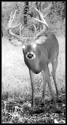 Deer Hunting Stategies deer hunting strategies