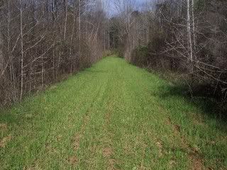 Beautiful Food Plot deer food plot