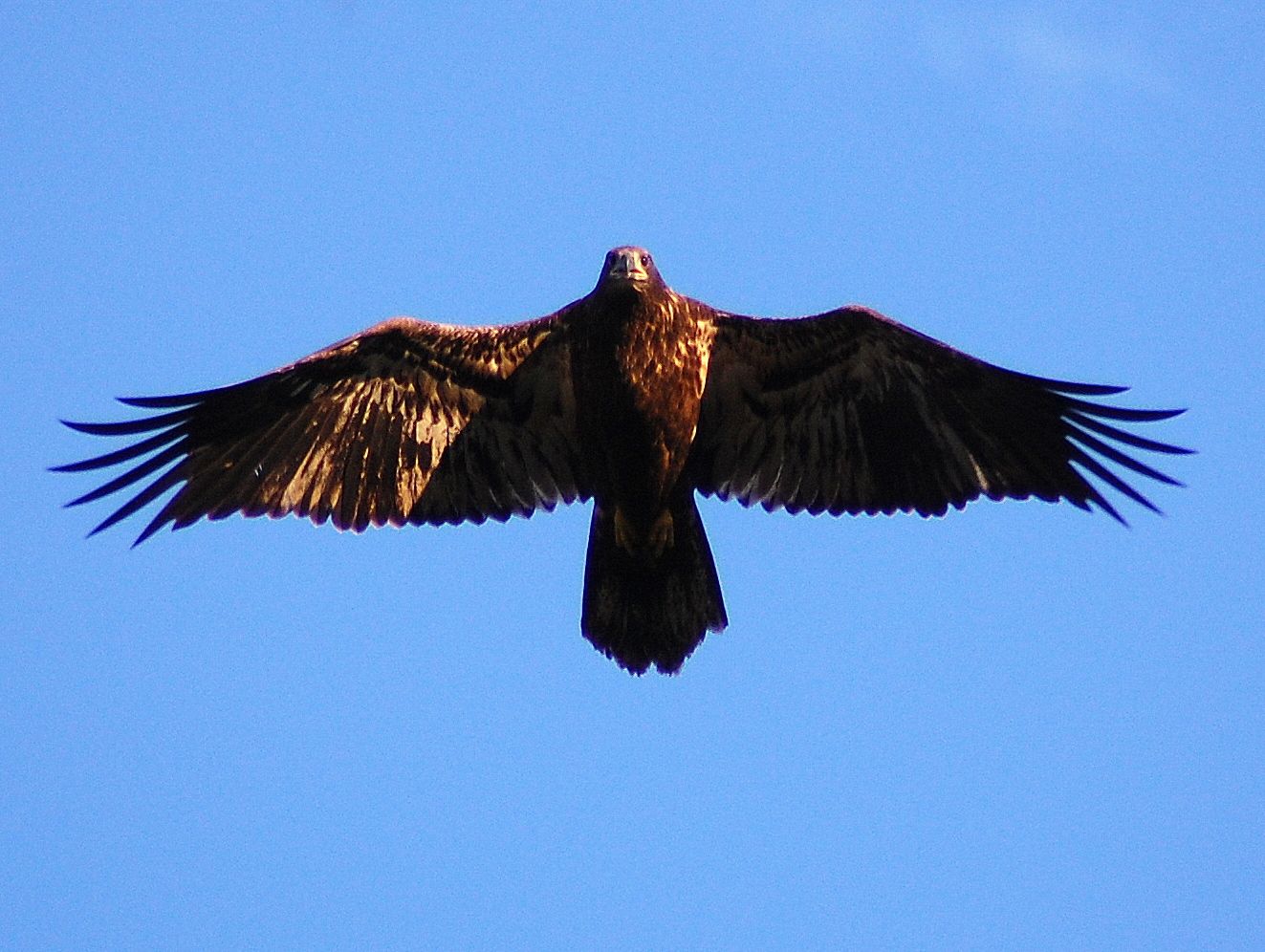  ... couple Osprey, juvenile Bald Eagle and moon pictures, here they are