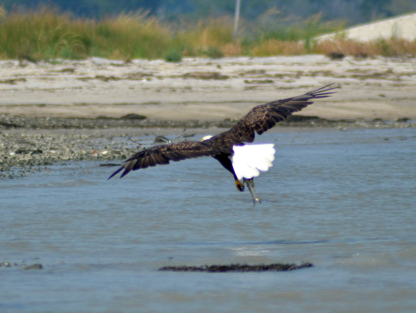 baldeagle224.jpg