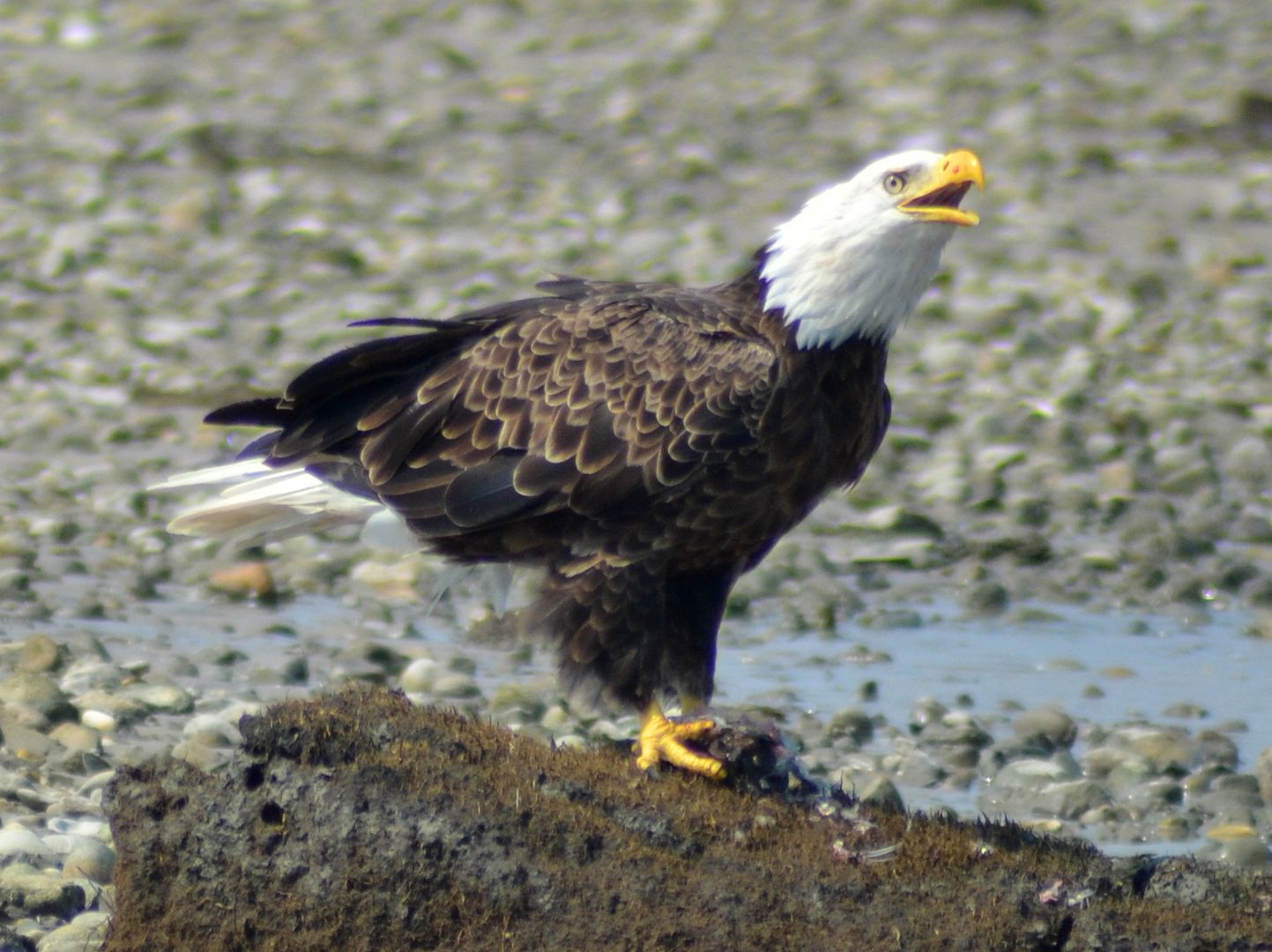 baldeagle226.jpg