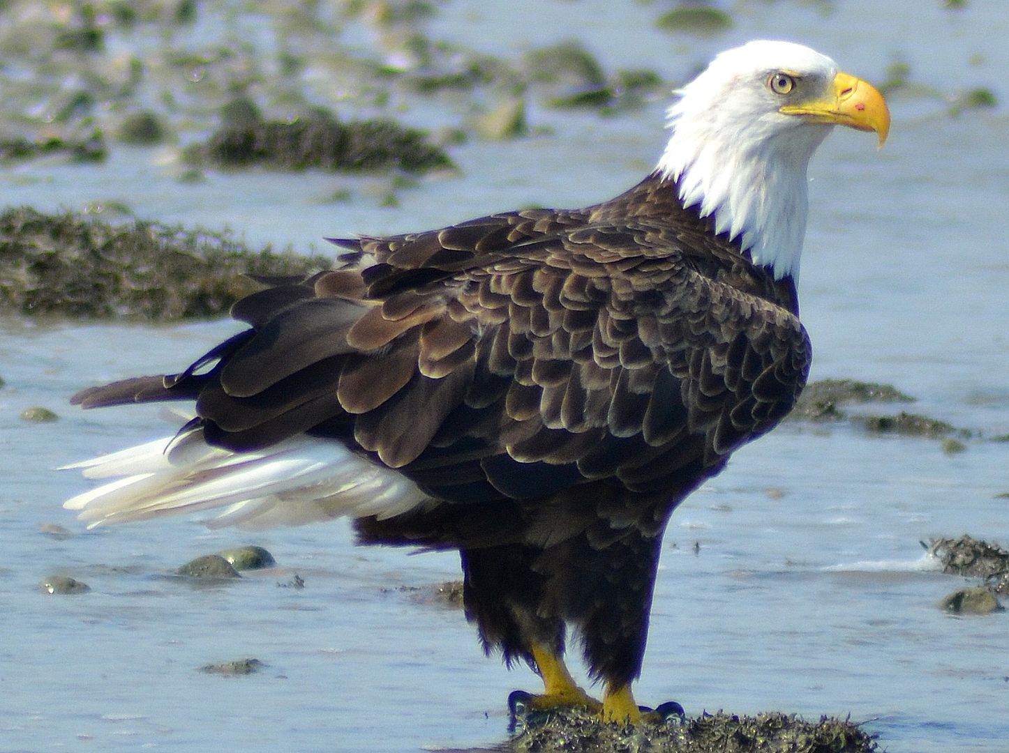 baldeagle227.jpg