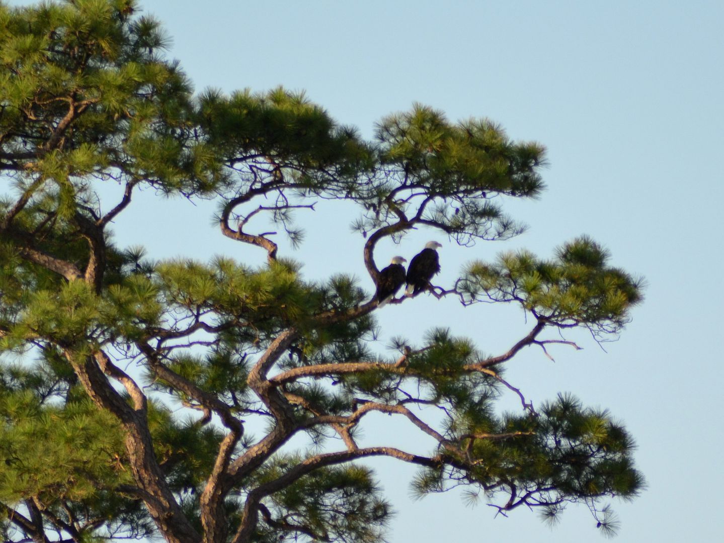 baldeaglebonsai.jpg