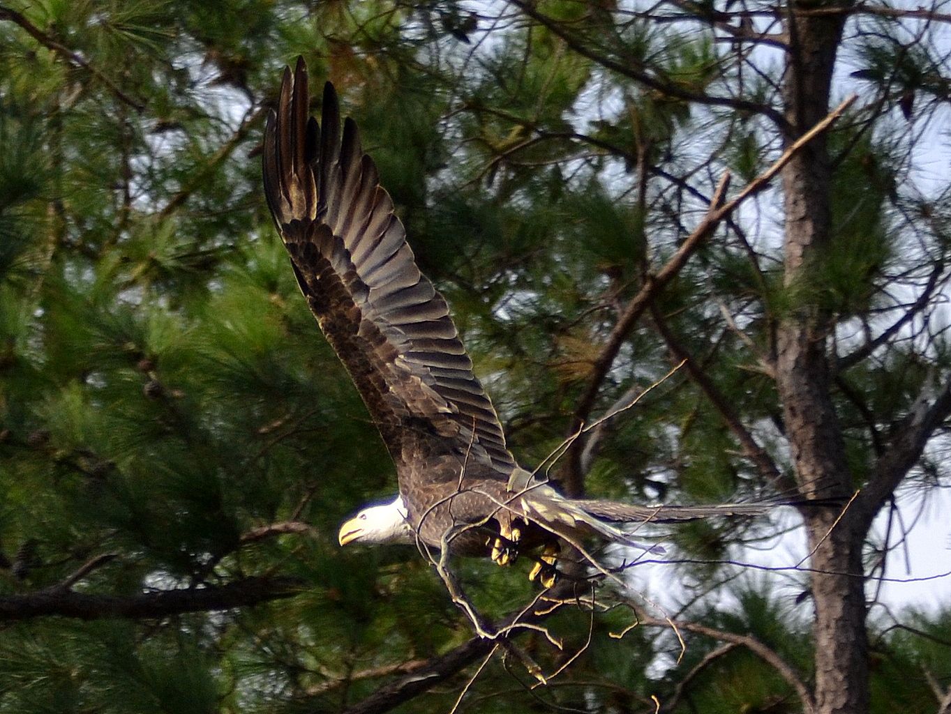 baldeaglewithbranch.jpg