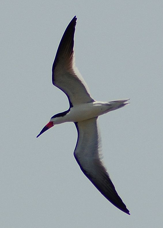 blackskimmer2.jpg
