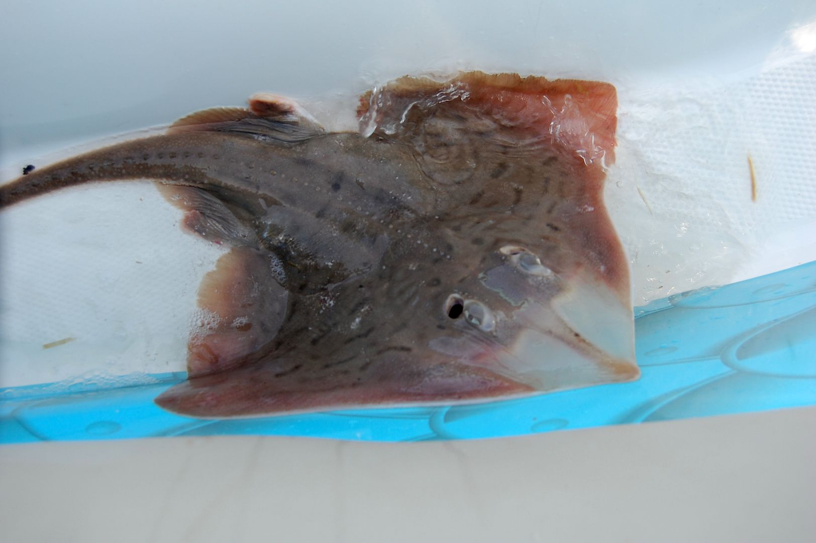 clearnoseskate.jpg