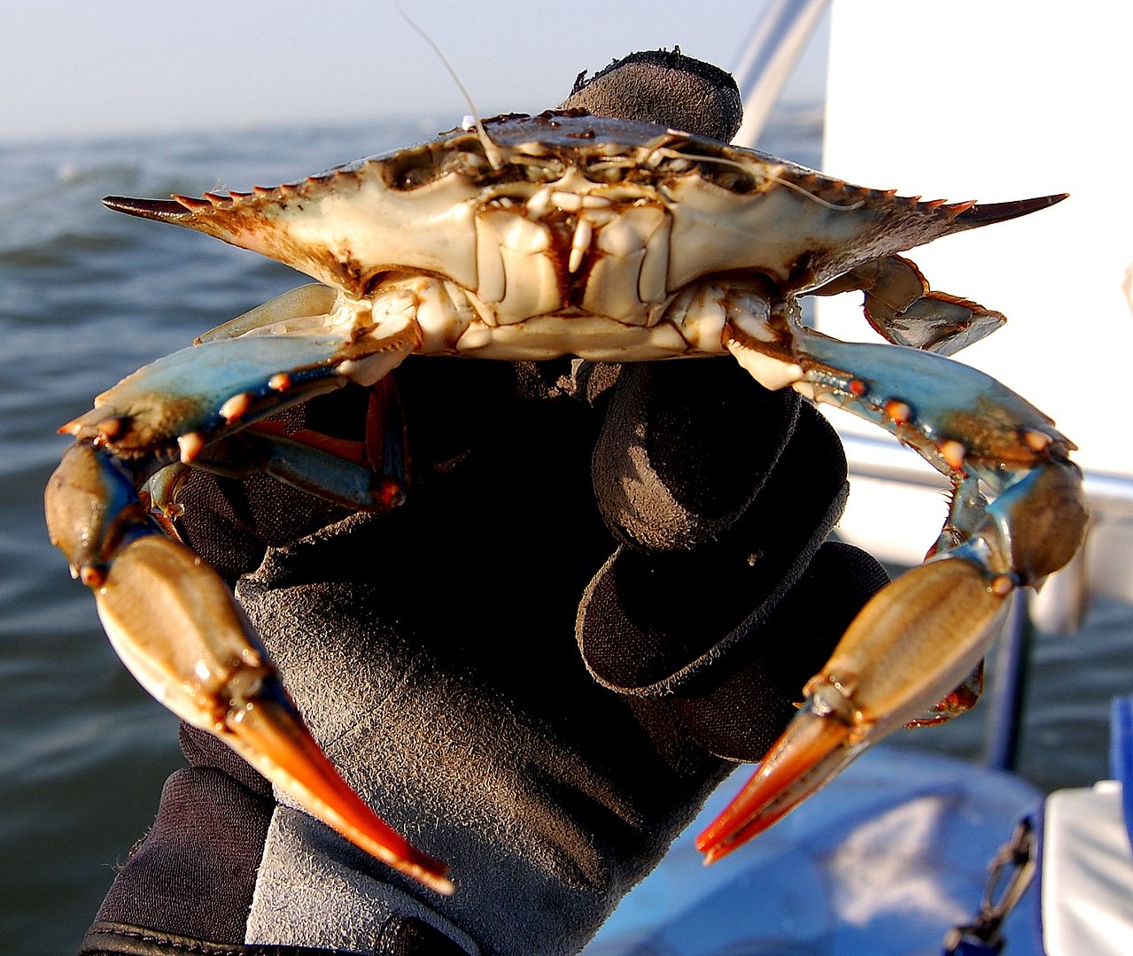 crab-1.jpg