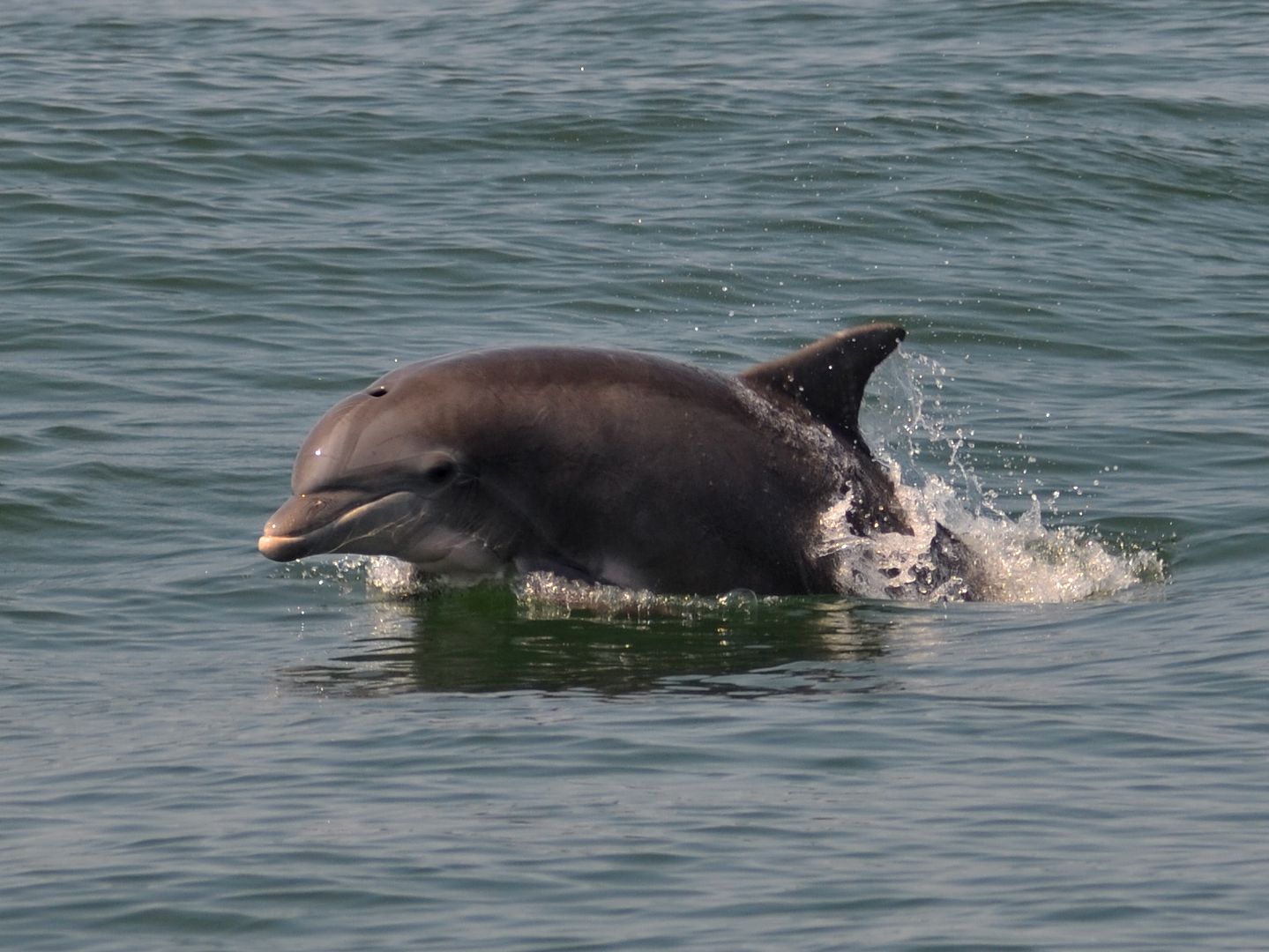 dolphin-1.jpg