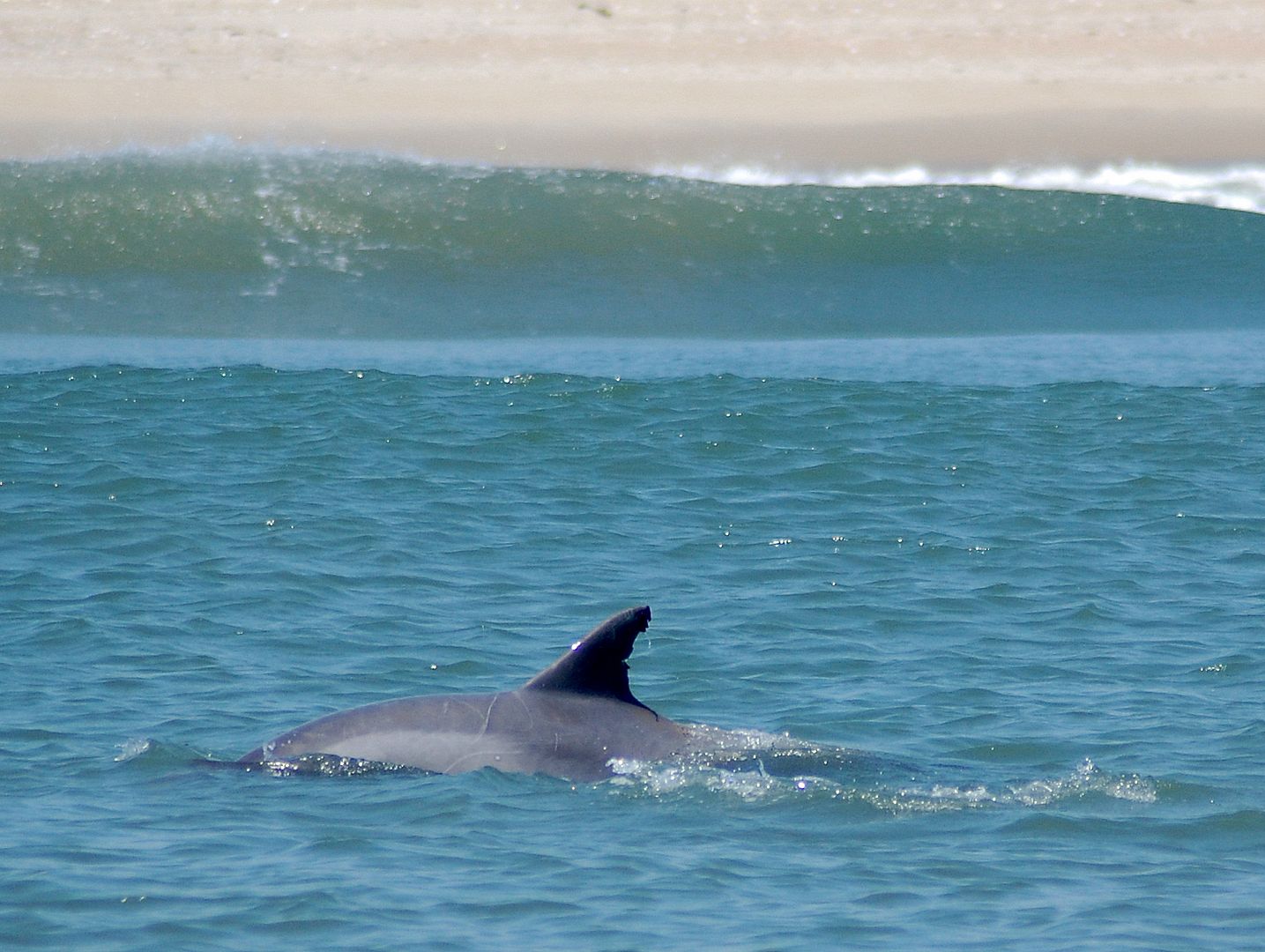 dolphin.jpg